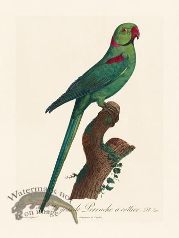 Barraband Parrot 030